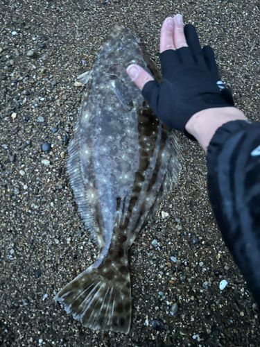 ヒラメの釣果