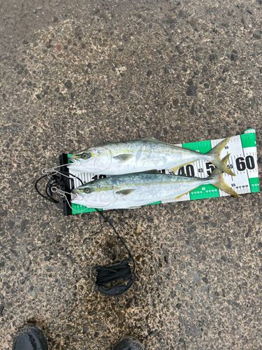 フクラギの釣果