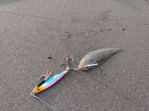 シタビラメの釣果