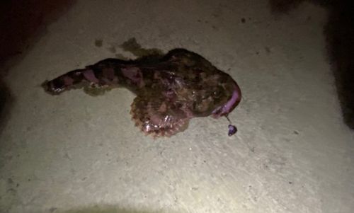 ギスカジカの釣果