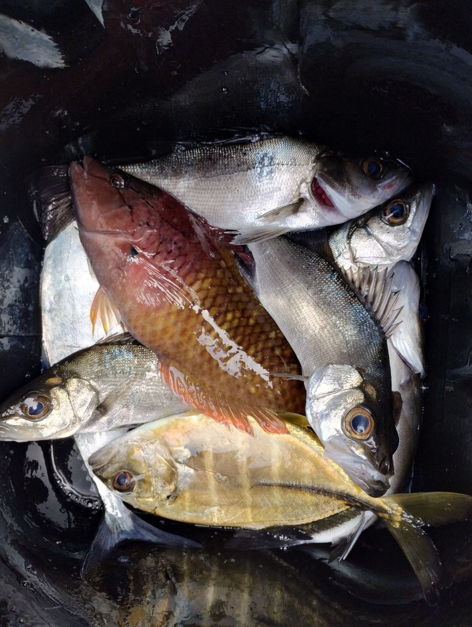 セイゴ（ヒラスズキ）