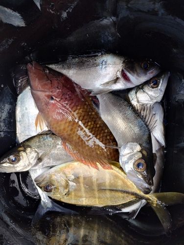 セイゴ（ヒラスズキ）の釣果