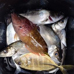 セイゴ（ヒラスズキ）