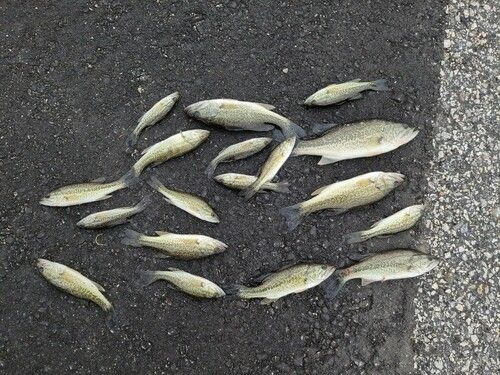 ブラックバスの釣果