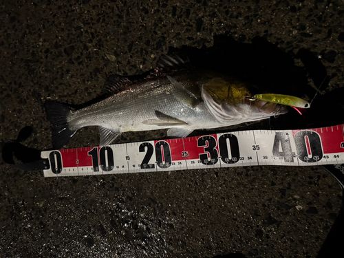 シーバスの釣果