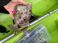 カワハギの釣果