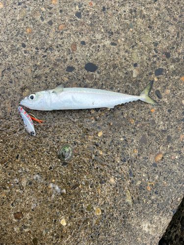 サバの釣果