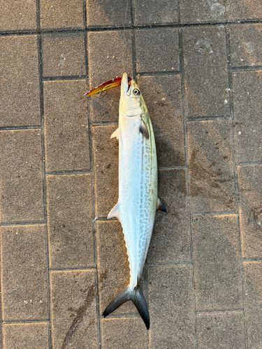 サワラの釣果