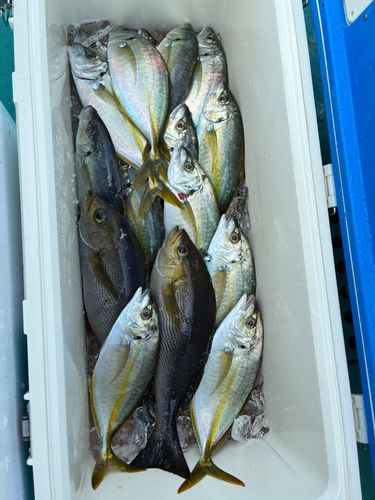 シマアジの釣果