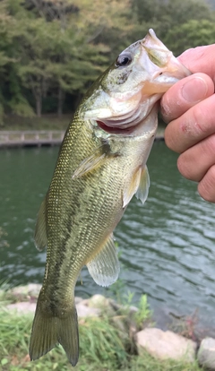 ラージマウスバスの釣果