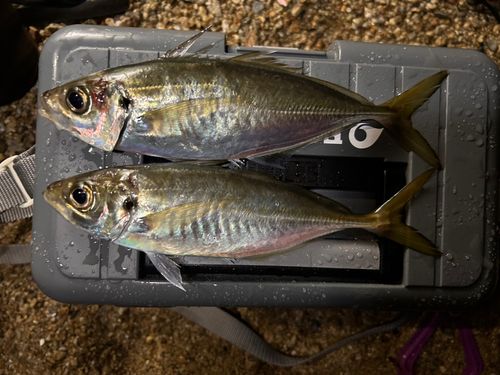 マアジの釣果