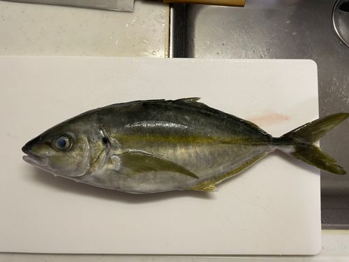 シマアジの釣果