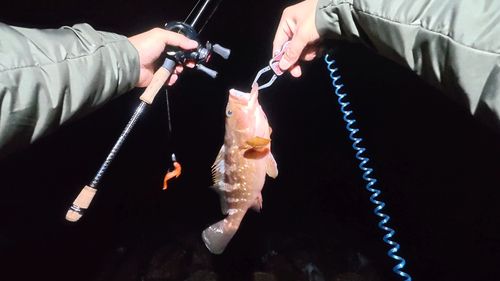 キジハタの釣果