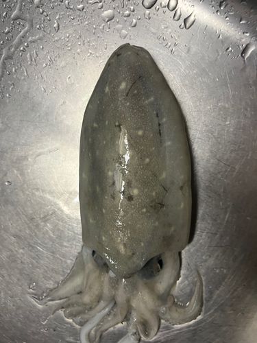 コウイカの釣果
