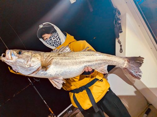 シーバスの釣果