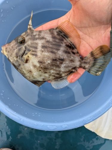 カワハギの釣果