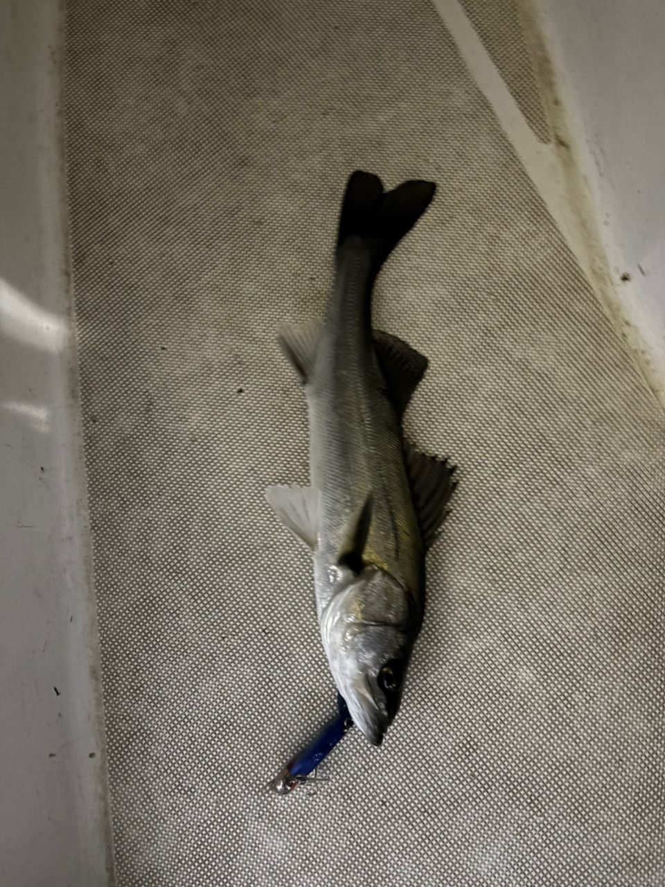 Na+さんの釣果 1枚目の画像