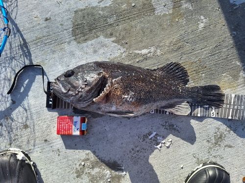 クロソイの釣果