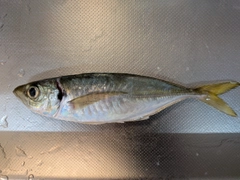 マアジの釣果