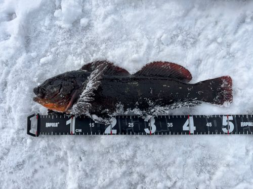 アブラコの釣果