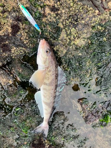 ホッケの釣果