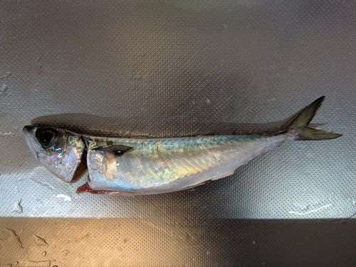 サバの釣果