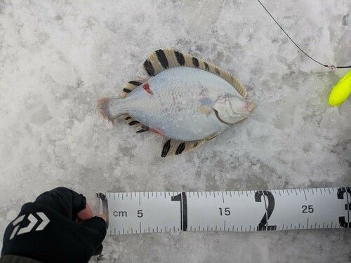 カワガレイの釣果