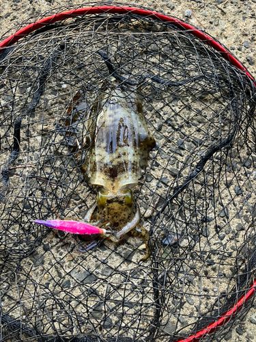 アオリイカの釣果