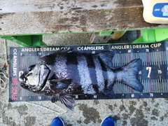 イシダイの釣果