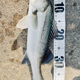 フッコ（タイリクスズキ）