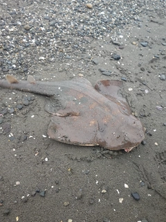 カスザメの釣果