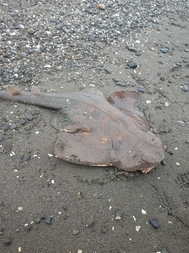 新舞子海岸（富津）