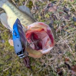 ラージマウスバス