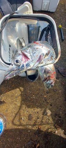 タチウオの釣果