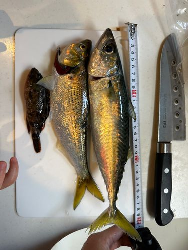 サバの釣果