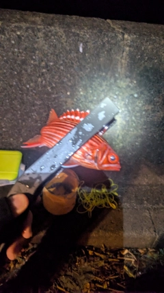 テリエビスの釣果