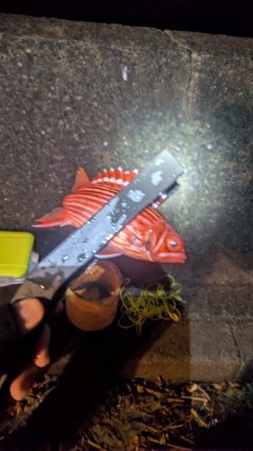 テリエビスの釣果