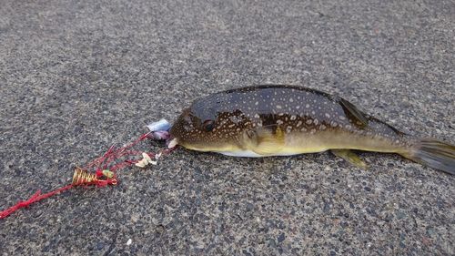 クサフグの釣果