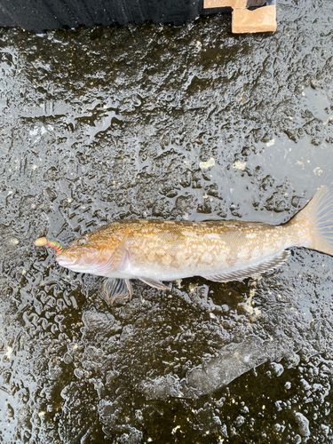 アイナメの釣果