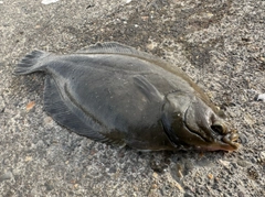 クロガシラガレイの釣果