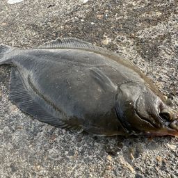 クロガシラガレイ