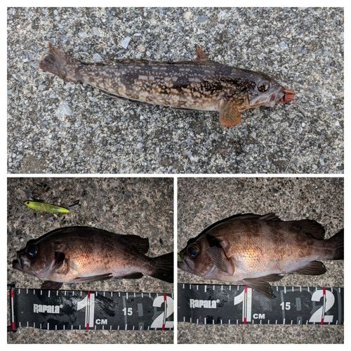 三陸海岸（岩手）