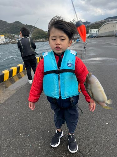 キタマクラの釣果