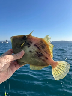 カワハギの釣果