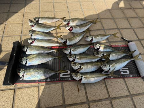 アジの釣果