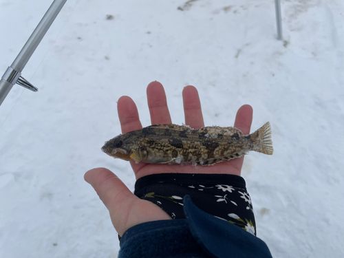 アブラコの釣果