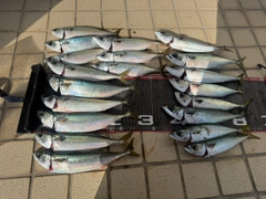 サバの釣果