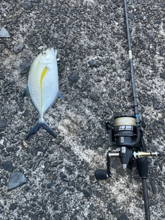 カスミアジの釣果