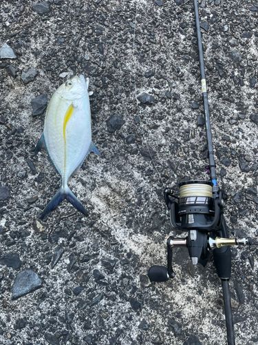 カスミアジの釣果