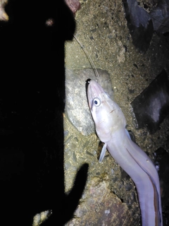 クロアナゴの釣果